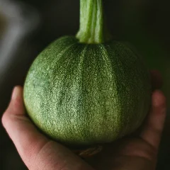 Acorn Squash