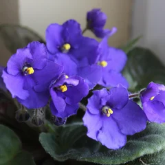 African Violet