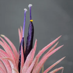 Air Plant