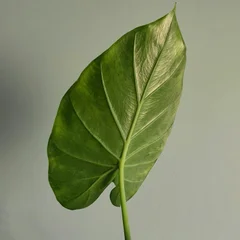 알로카시아