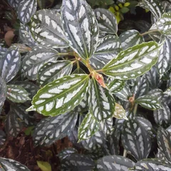 Aluminum Plant