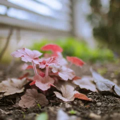 Alumroot