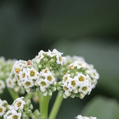 Alyssum
