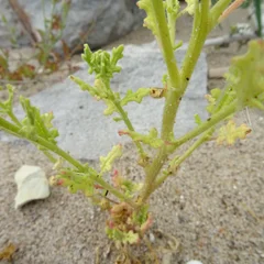 Ambrosia Mexicana