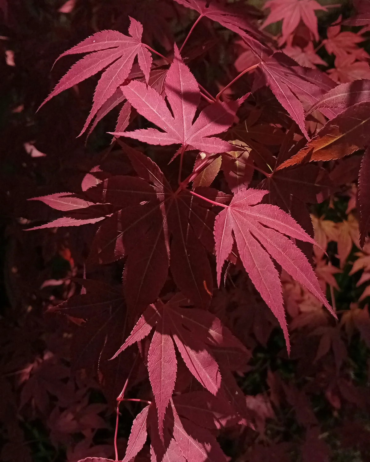 단풍나무(아무르 메이플)는 3갈래로 깊게 갈라진 톱니 잎이 마주나는 작은 낙엽 교목입니다.