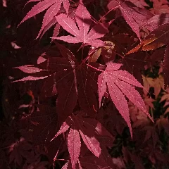 Amur Maple
