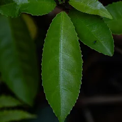 Angelica Tree