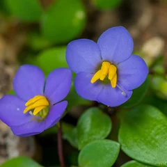 Arabian Gentian