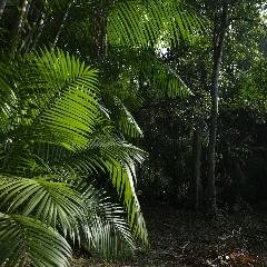 Areca Palm