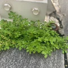 Artillery Plant