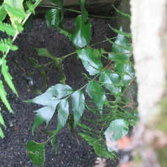 Aspidium falcatum