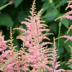 Astilbe