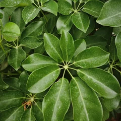 Australian Ivy Palm
