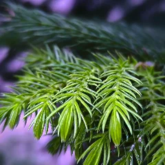Australian Pine