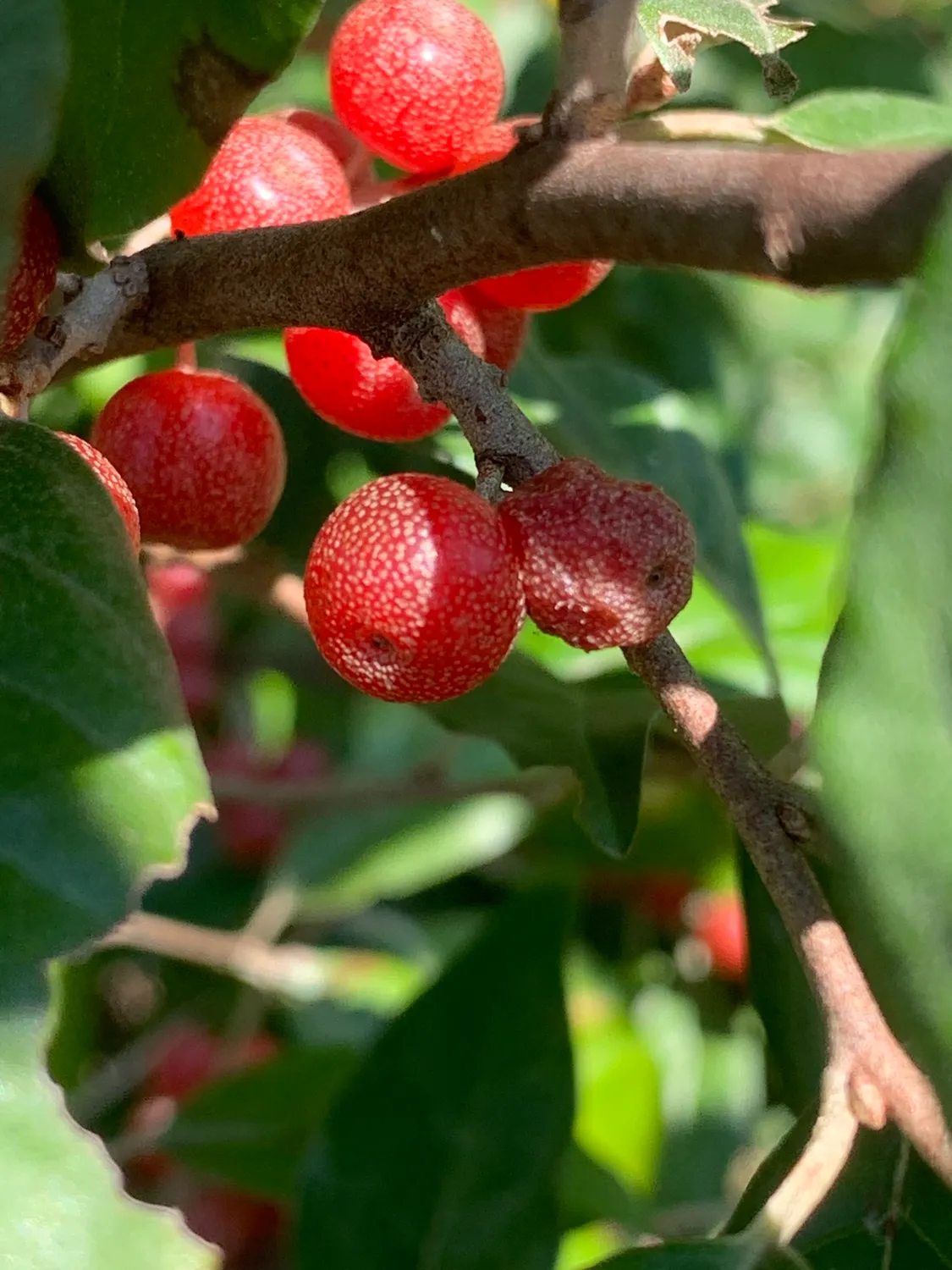 가을 보리수(Elaeagnus umbellata) — 은빛 점이 박힌 붉은 열매가 가지에 달린 모습