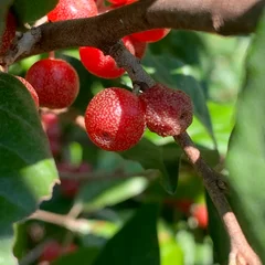 Autumn Olive