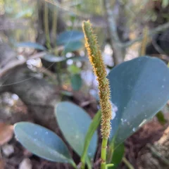 Baby Rubber Plant