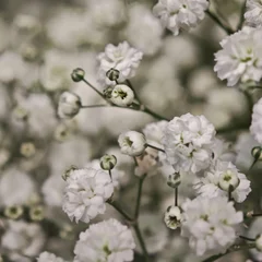 Baby's Breath