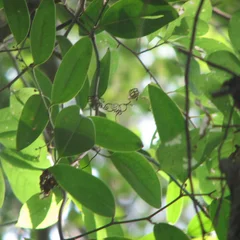 Bamboo Vine