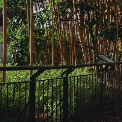 Bamboo
