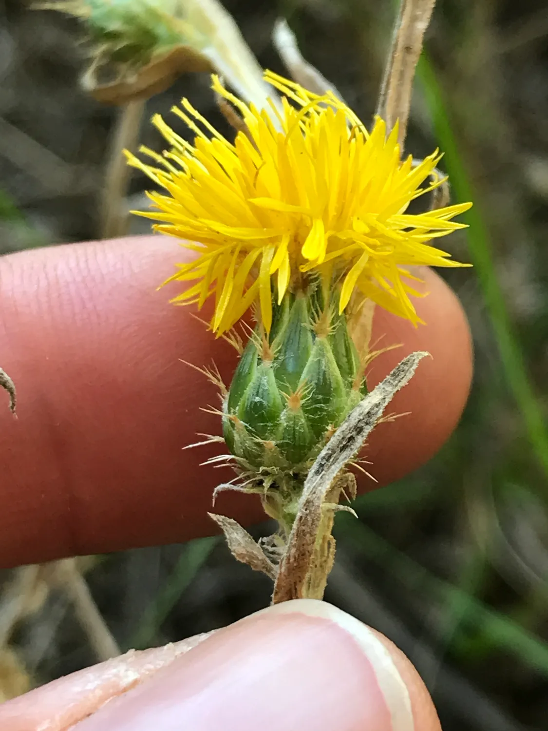 노란 별엉겅퀴(Centaurea solstitialis) — 날카로운 가시 포엽에 둘러싸인 노란 두상화