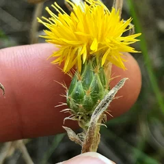 Barnaby's Thistle