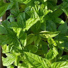 Basil