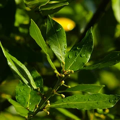 Bay Laurel