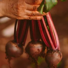 Beets