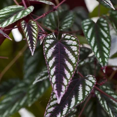 Begonia, Climbing