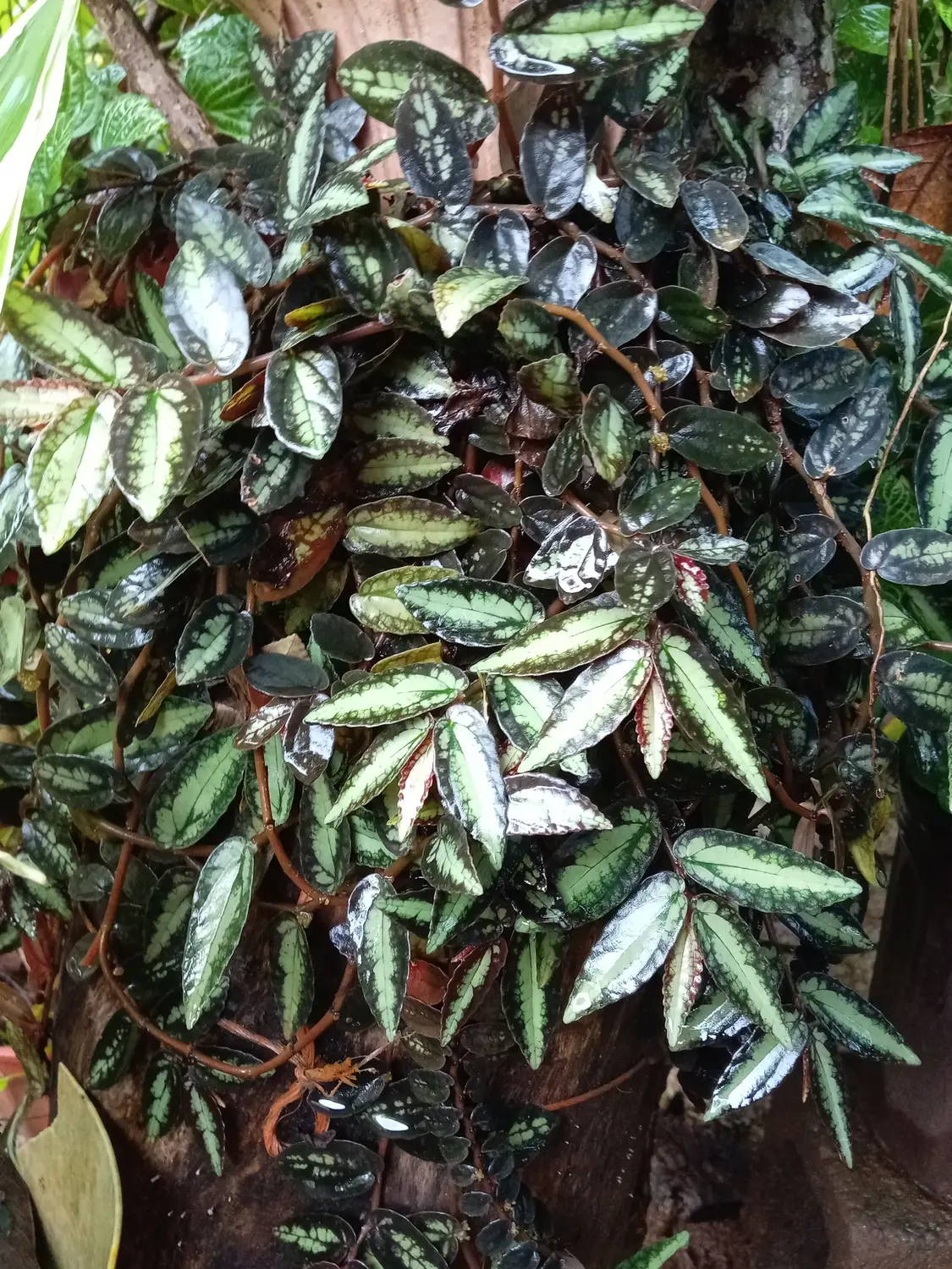 트레일링 베고니아(Pellionia daveauana) — 은녹색 무늬가 있는 잎이 덩굴로 늘어진 모습