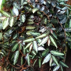 Begonia, Trailing