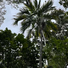 Belmore Sentry Palm