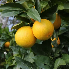 Bergamot Orange