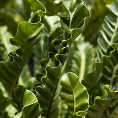 Bird's Nest Fern