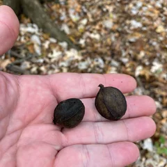 Bitter Pecan