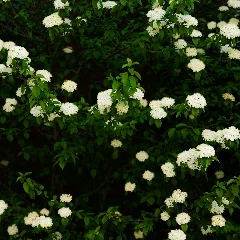 Black Haw