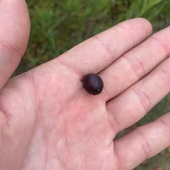 Black Hawthorn