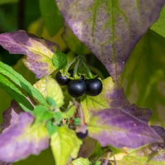 Black Nightshade