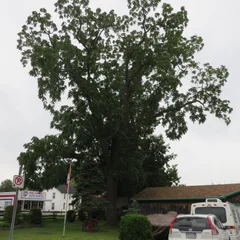 Black Walnut