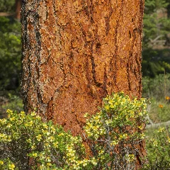 Blackjack Pine