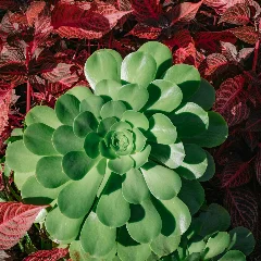 Bloodleaf