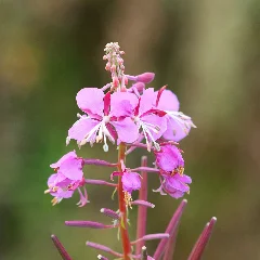 Blooming Sally