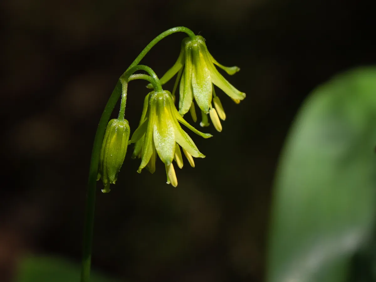 블루빈 클린토니아(Clintonia borealis) — 줄기 끝에 달린 파란 구슬 모양 열매