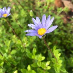 Blue Daisy