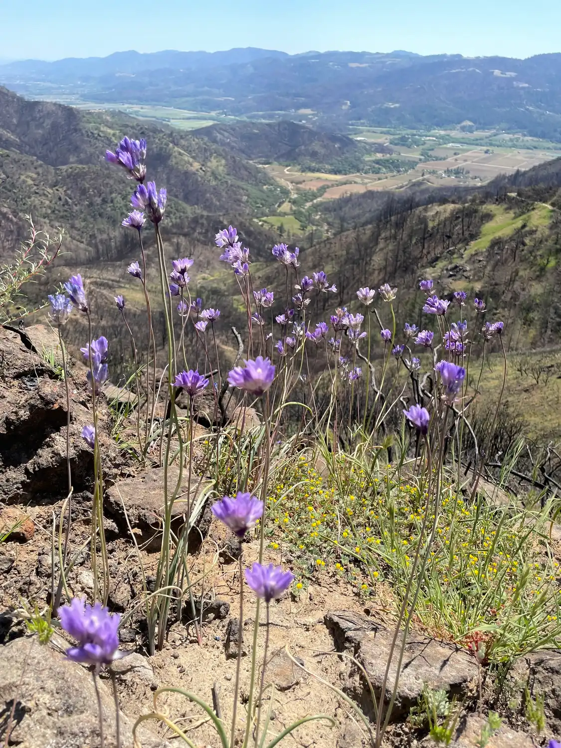 블루 딕스(Dichelostemma capitatum) — 가는 줄기 끝에 보라색 꽃이 둥글게 모여 핀 모습
