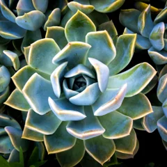 Blue Echeveria