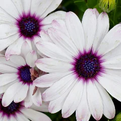 Blue Eyed Daisy