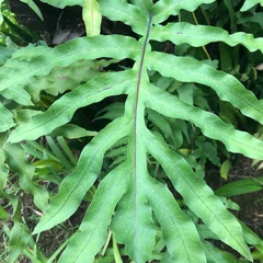 Blue Star Fern