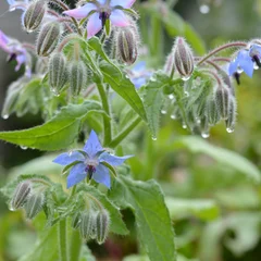 Borage